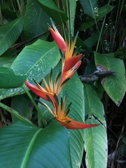 Heliconia psittacorum × spathocircinata