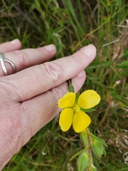 Ludwigia hirtella