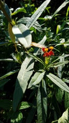 Asclepias curassavica