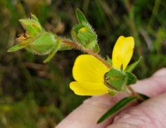 Ludwigia hirtella