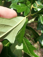 Quercus similis
