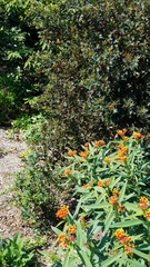 Asclepias curassavica