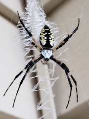Argiope aurantia