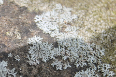 Physcia subtilis