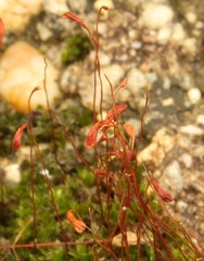 Funaria flavicans