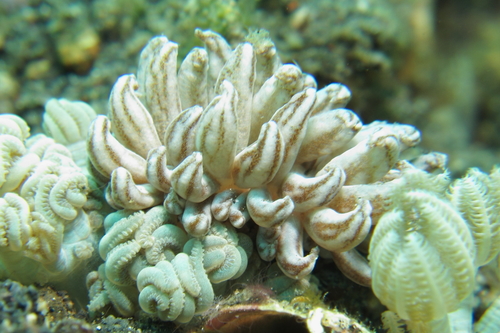 Phyllodesmium lizardense