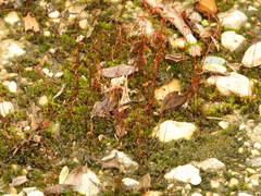 Funaria flavicans