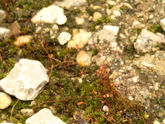 Funaria flavicans