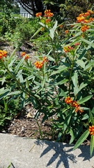 Asclepias curassavica
