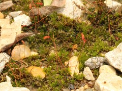 Funaria flavicans