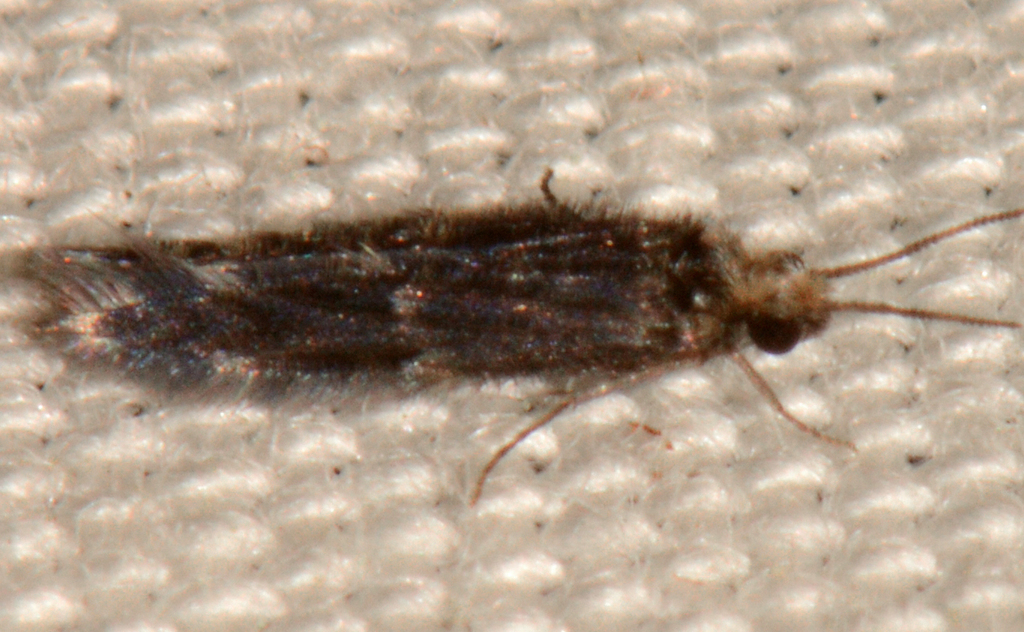 Hydroptila callia