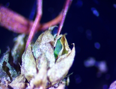 Funaria flavicans