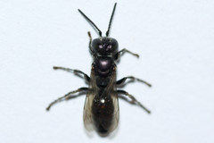 Tachytes intermedius