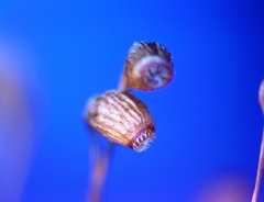 Funaria flavicans