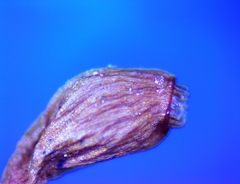 Funaria flavicans