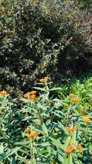 Asclepias curassavica