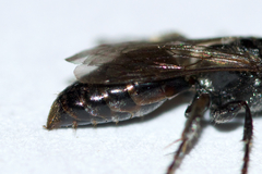 Tachytes intermedius