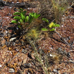 Spinifex longifolius