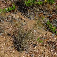 Spinifex longifolius