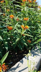 Asclepias curassavica