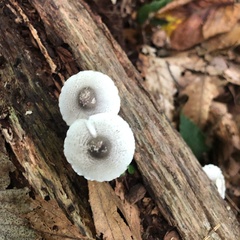 Lepiota forquignonii