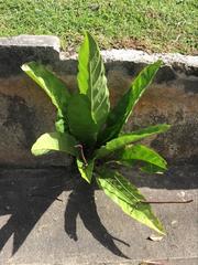 Anthurium crenatum