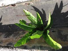Anthurium crenatum