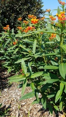 Asclepias curassavica