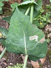 Liriomyza taraxaci