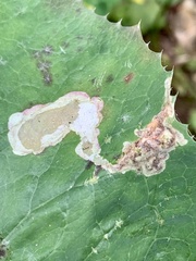 Liriomyza taraxaci