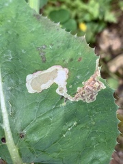 Liriomyza taraxaci