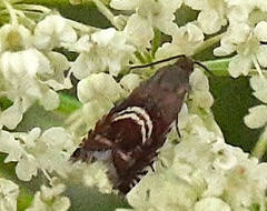 Grapholita interstinctana