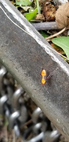 Large Milkweed Bug photographed in Virginia