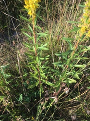 Solidago lepida salebrosa
