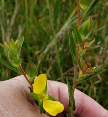 Ludwigia hirtella