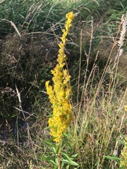 Solidago lepida salebrosa