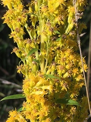 Solidago lepida salebrosa