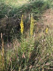 Solidago lepida salebrosa