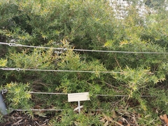 Leptospermum petersonii