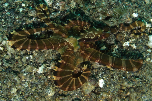 Wunderpus photogenicus