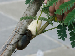 Dynastes septentrionalis