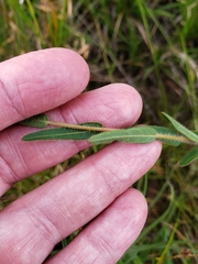 Ludwigia hirtella