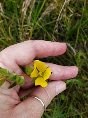 Ludwigia hirtella