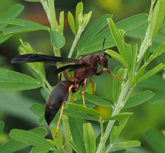 Polistes annularis