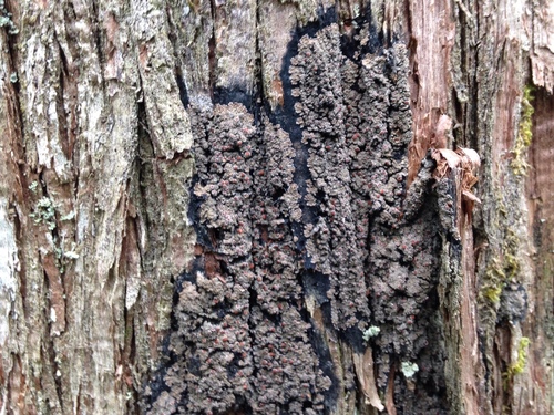 White-rimmed shingle lichen