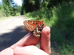Euphydryas chalcedona