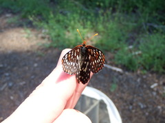Euphydryas chalcedona