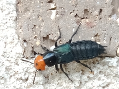 Creophilus erythrocephalus