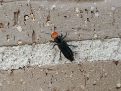 Creophilus erythrocephalus