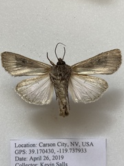 Peridroma saucia